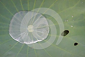 Crystal Water Drop on Green Lotus Leaf