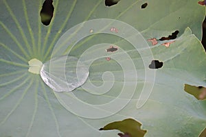 Crystal Water Drop on Green Lotus Leaf