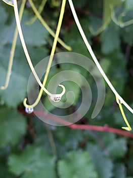 Crystal waterr drops on the leave