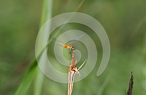 Crystal-winged insect perched on a vegetable in the lake of ivars and vila sana, lerida, spain, europe