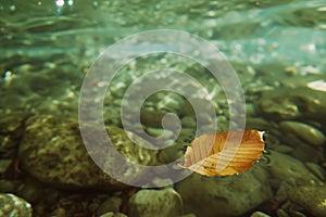 crystalclear spring with a leaf floating on the surface