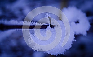 Crystalized snow on the branch