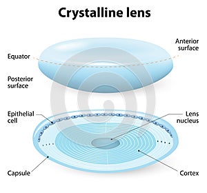 Crystalline lens anatomy photo