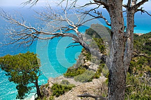 Crystalline sea view from an old tree on the top of the cliff