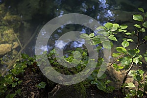 Crystalline water,Green leaf in deep forest with river near ,moos on the rocks