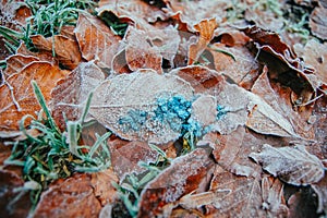 Crystallised leaf