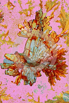 Crystallized ascorbic acid