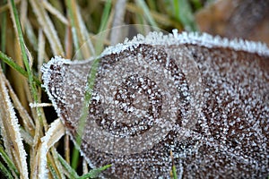 Crystallized autumn leaf in frost