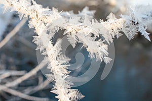 Crystallized fairy tree. hoarfrost on a branch of a tree i