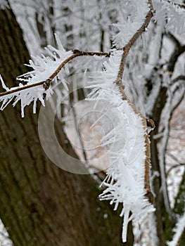 Crystallized frozen branch
