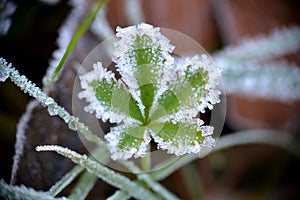 Crystallized leaf in frost