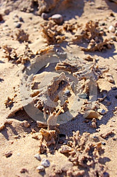 Crystallized sand after a lightening Strike, Sonora, Mexico