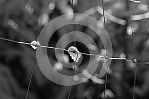 Crystallized snow in wire fence close-up Bokeh image