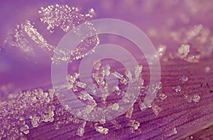 Crystalls of dew on petals of lumbago photo