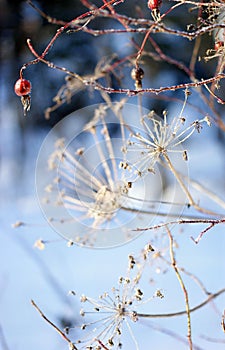 Crystalls of winter frost on a dogrose photo