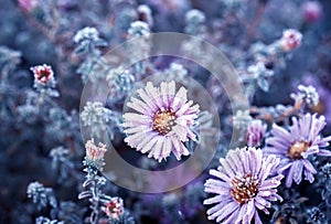 Crystals covered lilac flowers in the autumn garden on a cold morning