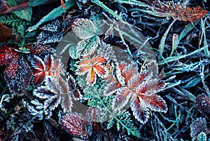 Crystals frost covered the colorful grasses in the autumn garden on a cold morning