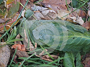 Crystals of frost on green leaves of plants.