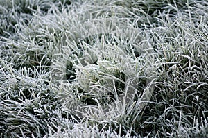 Crystals of hoar frost on leaves of green grass