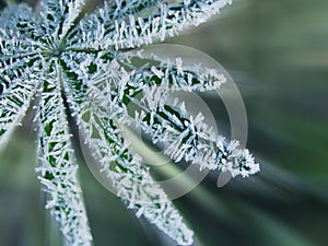 Crystals of ice on a green sheet