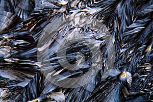 Crystals of Paracetamol under a microscope.