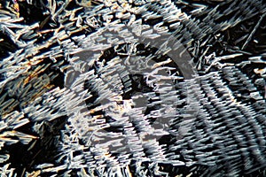 Crystals of potassium nitrate under the microscope