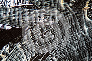 Crystals of potassium nitrate under the microscope