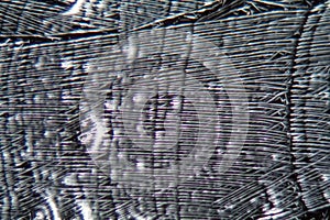 Crystals of potassium nitrate under the microscope