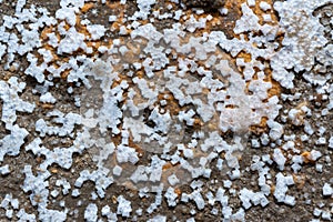 Crystals of self-precipitating common salt (sodium chloride) crystallized at the bottom