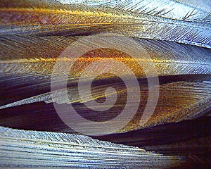 Crystals of Sweetner x400 under polarised light