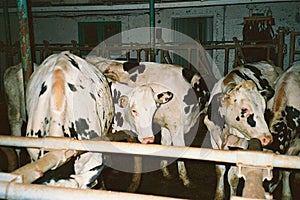 cows in an indoor barn