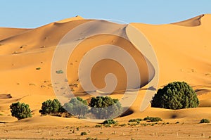 Csand dunes, Sahara Desert