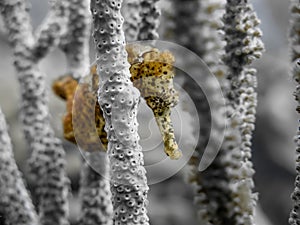 Cshallow focus shot of yellow Seahorses behind gray Coral underwater