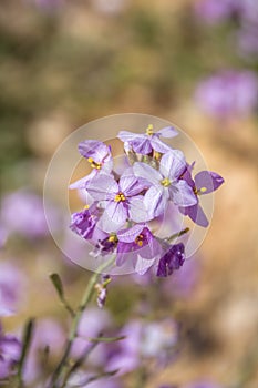 CSpectacular wild flower bloom of Diplotaxis acris in the Cruciferae family, in the Negev desert