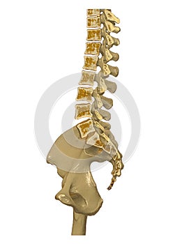 CT Lumbar spine or L-S spine 3D rendering image sagittal view 3D rendering . Clipping path