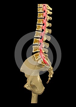 CT Lumbar spine or L-S spine 3D rendering image sagittal view 3D rendering  . Clipping path