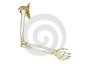 CT SCAN of Arm 3D rendering isolated on white background .Clipping path