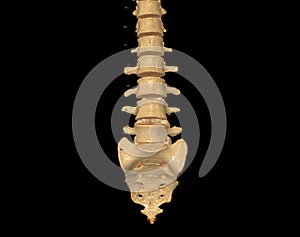 CT scan of Lumbar spine  3D rendering showing Profile Human Spine