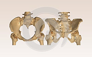 CT Scan of pelvic bone with both hip joint 3D rendering image Inlet and Outlet  view