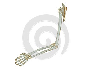 CT SCAN of Upper extremity 3D rendering isolated on white background .Clipping path