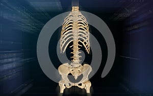 CT SCAN of Whole spine 3d rendering .