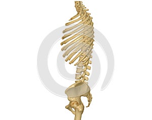 CT scan of Whole spine 3D rendering showing Profile Human Spine