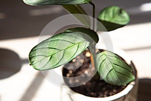   menta una carta sobre el alféizar de la ventana en claro luz de sol oscuridad. plantas en macetas casa plantas 