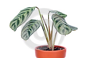 Ctenanthe burle-marxii or fishbone prayer plant in flowerpot isolated on white background