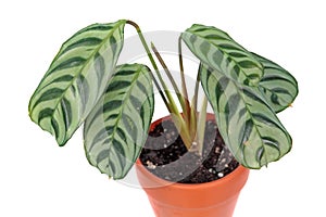 Ctenanthe burle-marxii or fishbone prayer plant in flowerpot isolated on white background