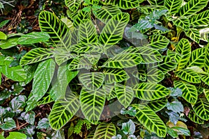 Ctenanthe burle-marxii of the Marantaceae family photo