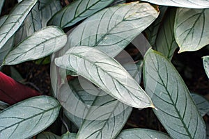 Ctenanthe Setosa Grey Star plant leaves with silver hue and dark leaf veins