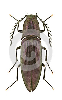 Ctenicera cuprea