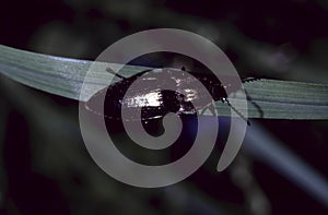 Ctenisera (Corymbites) Pectinicornis or  metallic click beetle