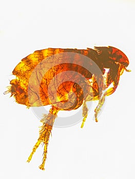 Ctenocephalides felis under the microscope, cat flea photo